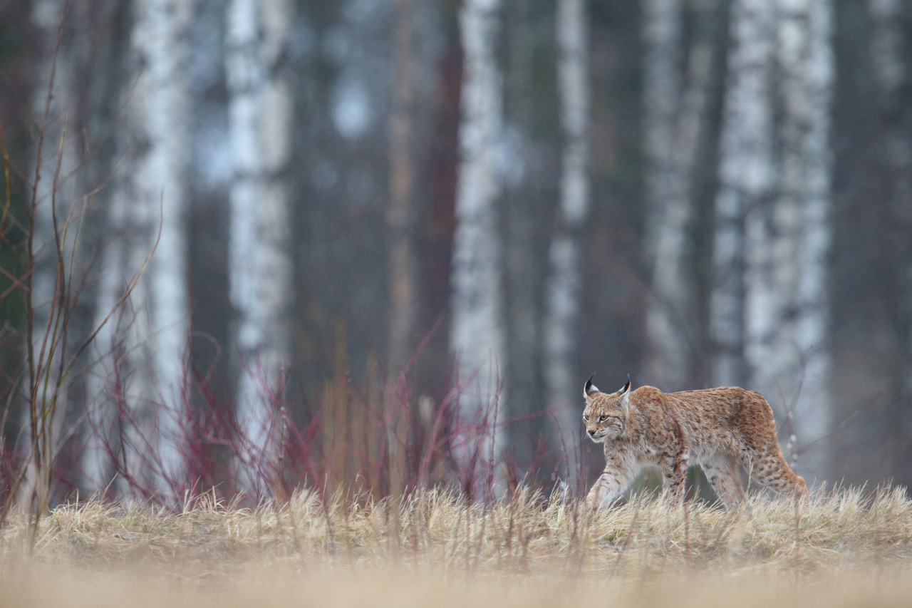 Lynx (1)