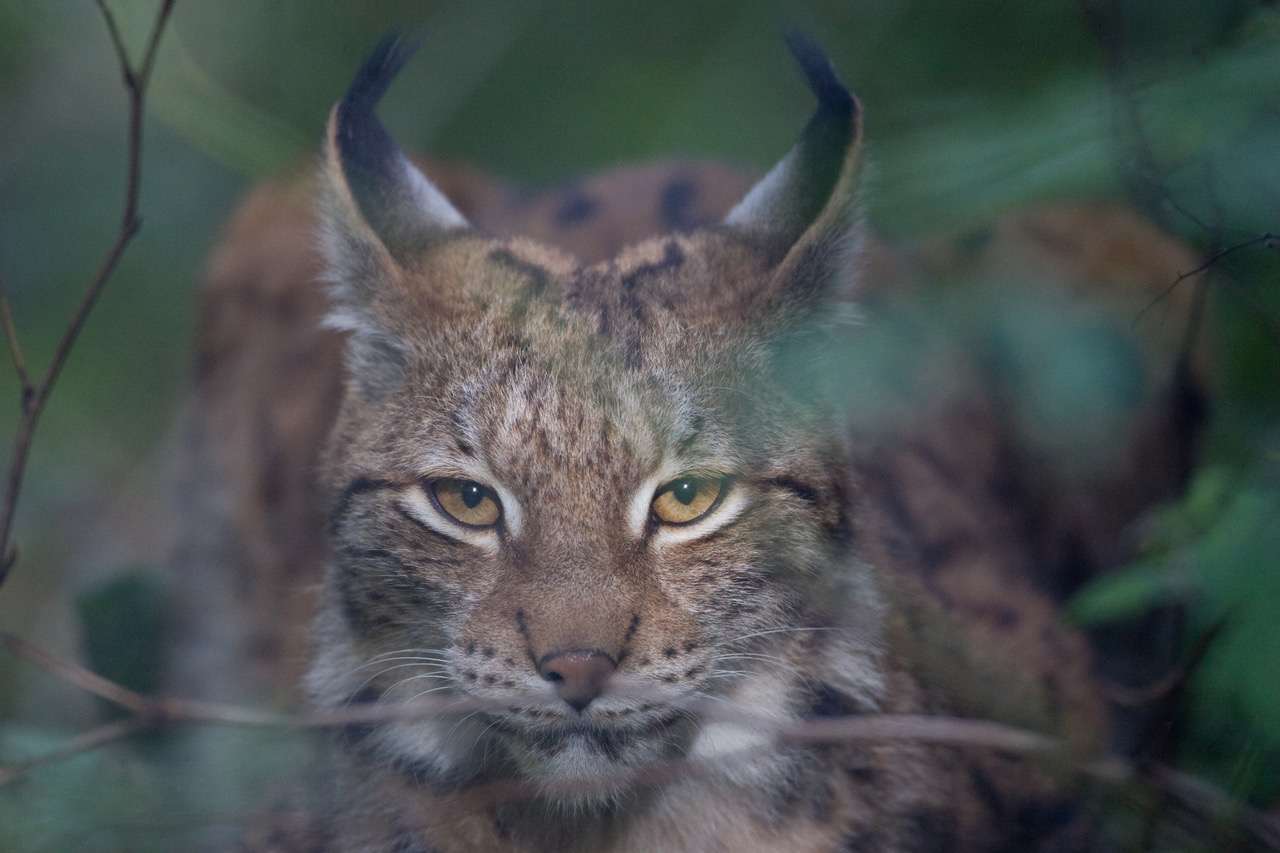 Lynx